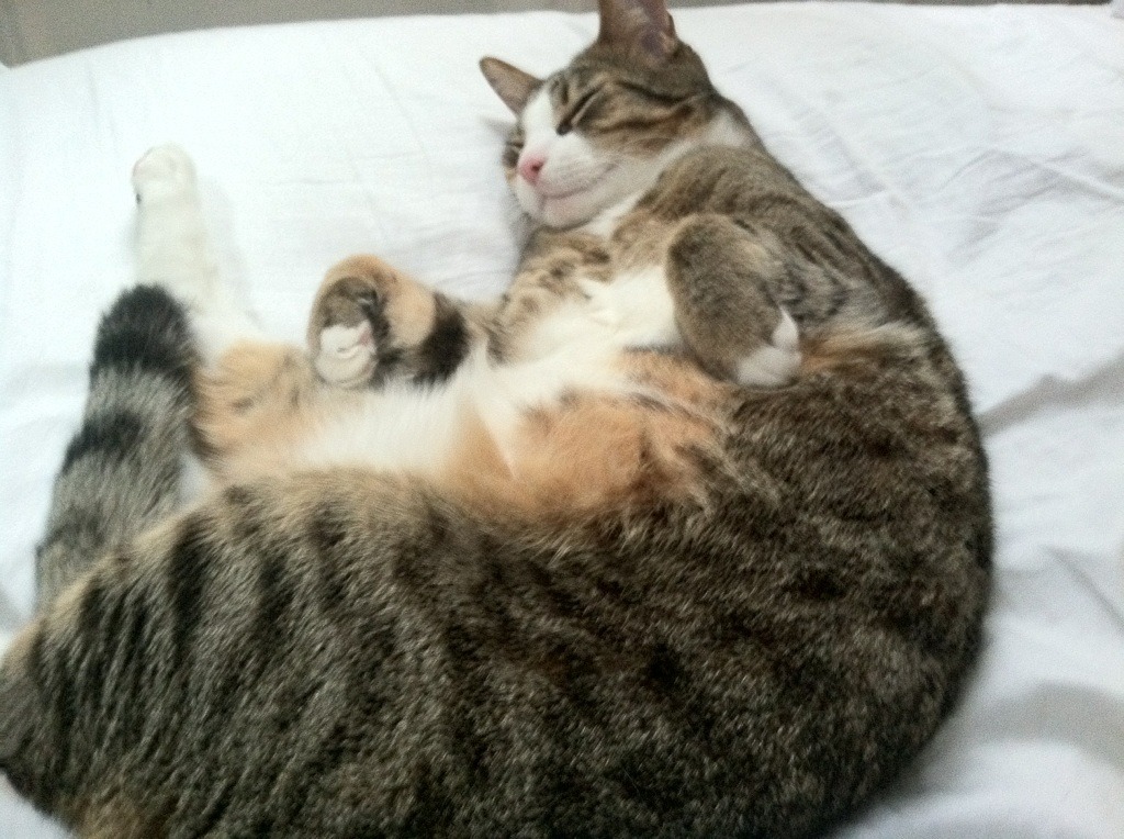 华体会登录-绿茵场的争冠烽火，篮球馆的绝杀回声—双线交织的体育史诗