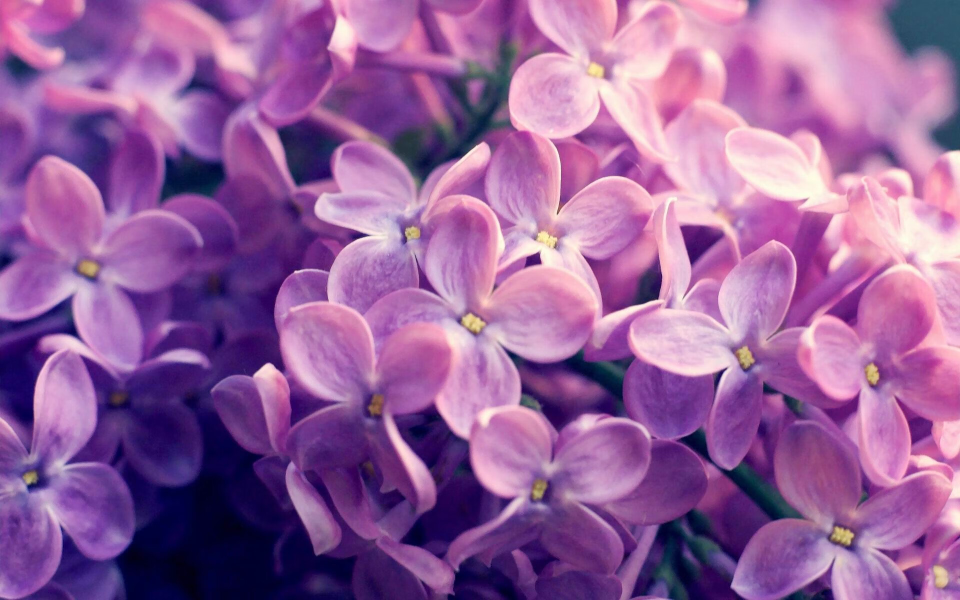 华体会登陆-唯一性的传奇，巴斯托尼在美加墨世界杯接管比赛，希腊单节闪电战击溃佛罗伦萨