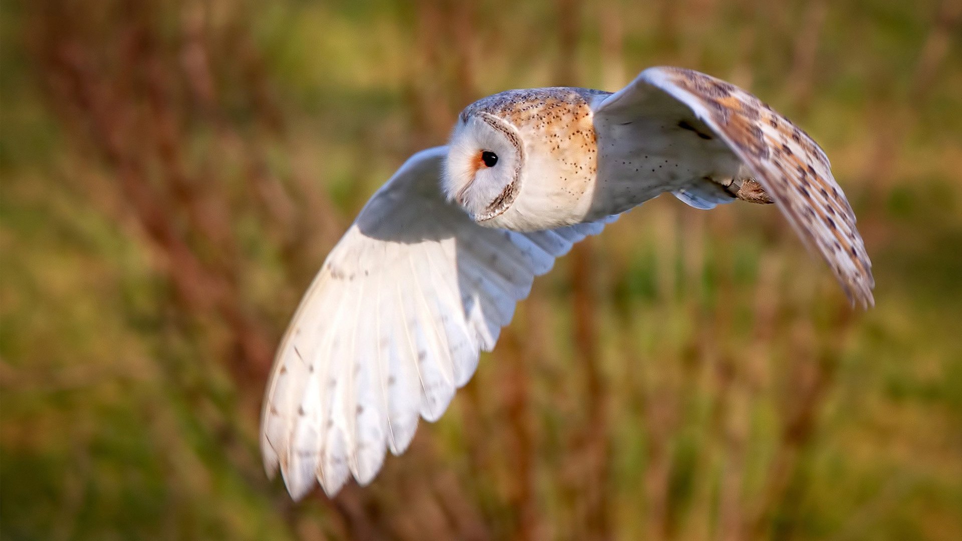 华体会下载-密尔沃基的征服者，当世界排名在利拉德的指尖燃烧